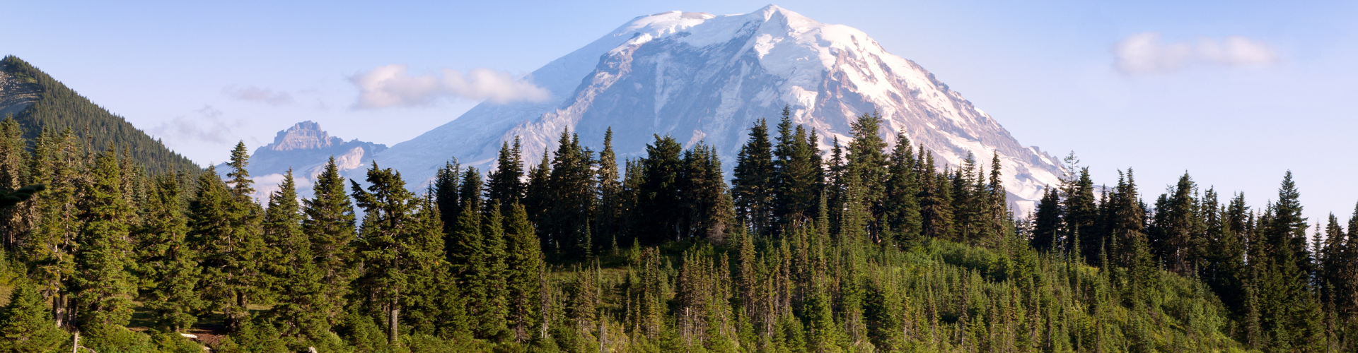 A forest in front of a mountain.