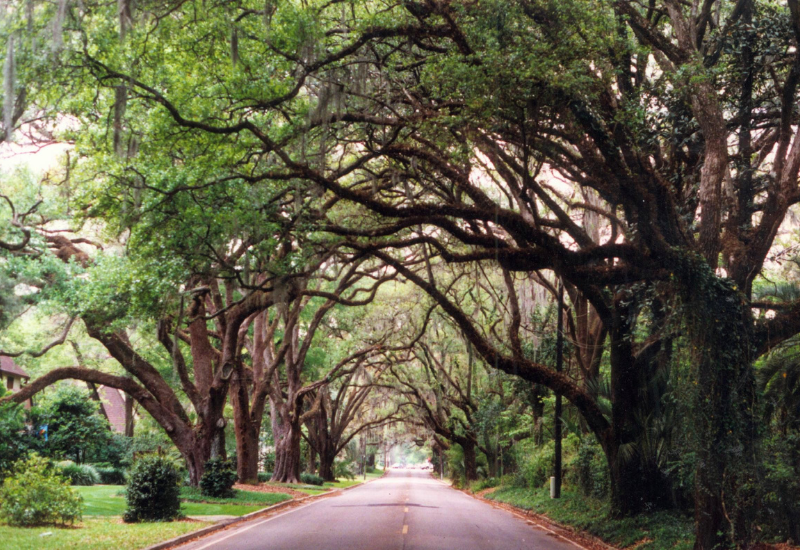 Ocala National Forest